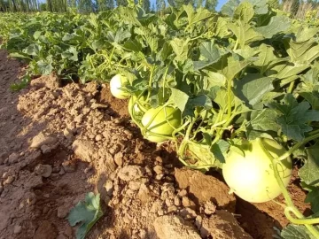 Consejos para tener buenos lotes, con estrés por altas temperaturas Consejos para tener buenos lotes, con estrés por altas temperaturas