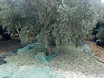 Las cifras de la olivicultura, en un informe de la FOA Las cifras de la olivicultura, en un informe de la FOA