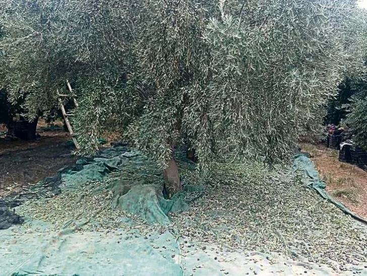 Las cifras de la olivicultura, en un informe de la FOA Las cifras de la olivicultura, en un informe de la FOA