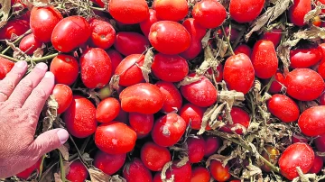 Viene muy bien la cosecha de tomates peritas “conserveros” Viene muy bien la cosecha de tomates peritas “conserveros”