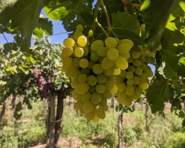 Esta semana cosecharon dos variedades nuevas del INTA Esta semana cosecharon dos variedades nuevas del INTA
