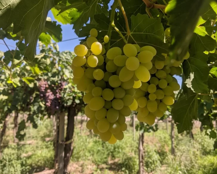Esta semana cosecharon dos variedades nuevas del INTA Esta semana cosecharon dos variedades nuevas del INTA