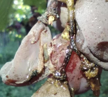 Controlar las poblaciones de plagas de distintos cultivos