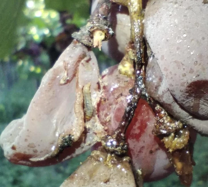 Controlar las poblaciones de plagas de distintos cultivos