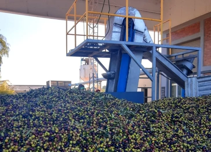 Pyme olivícola de San Juan exporta gracias al INTI Pyme olivícola de San Juan exporta gracias al INTI