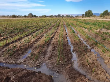 La semana próxima: la monda de canales La semana próxima: la monda de canales