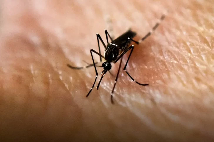 Dengue: el pronóstico del clima alimenta la preocupación por el mosquito infectado