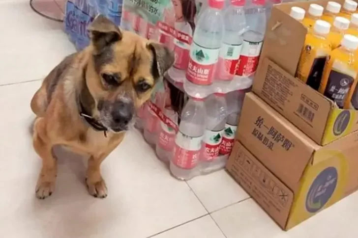 Su dueño murió de coronavirus hace tres meses pero él aún lo espera en el hospital