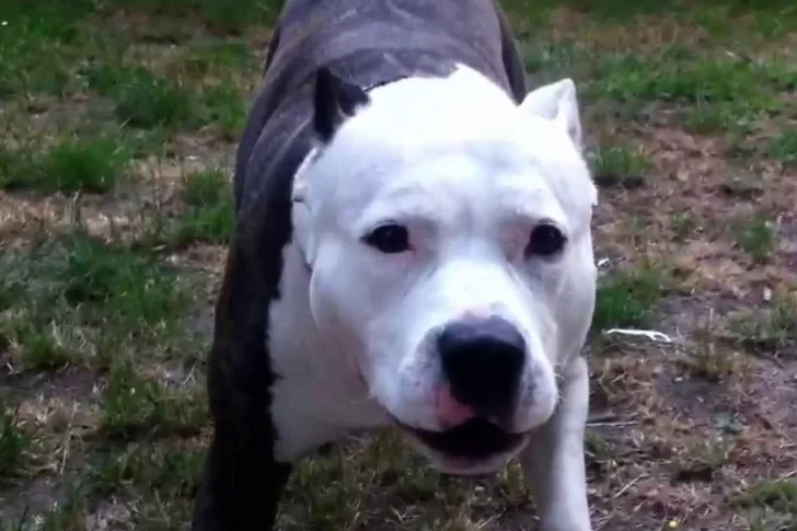 Un pitbull mordió a un nene de 3 años y lo dejó en grave estado