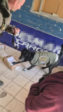 Con ayuda de la can “Luna”, secuestran una encomienda con marihuana que iba a ser enviada a Mendoza