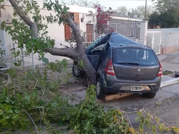 Perdió el control de su auto, impactó contra un árbol y murió en el acto Perdió el control de su auto, impactó contra un árbol y murió en el acto