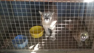 Encontraron pumas y jabalíes en cautiverio en una finca de Pocito
