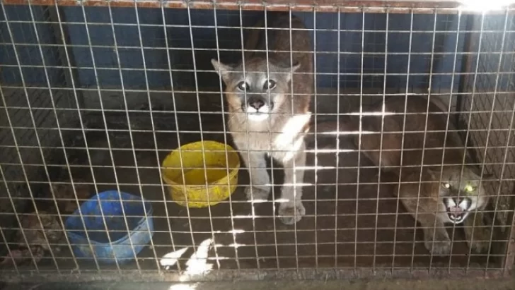 Encontraron pumas y jabalíes en cautiverio en una finca de Pocito