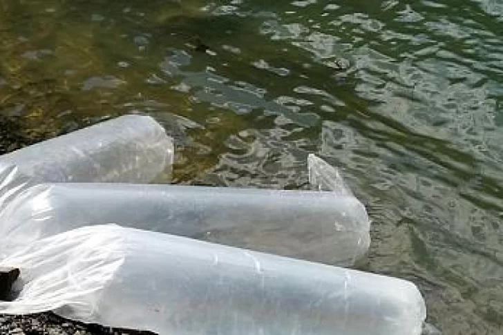 Sembraron 5 mil larvas de pejerrey en el dique Caracoles