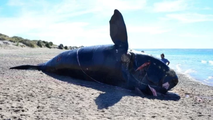 Ya son 15 las ballenas muertas en Península de Valdés y continúa la investigación