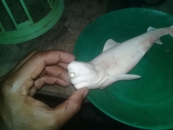 Capturaron en Indonesia a una extraña cría albina de tiburón con un solo ojo