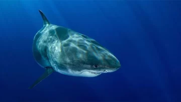 Las imágenes del tiburón blanco más grande del mundo