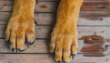 Fallo inédito: irá a la cárcel por matar a un perro