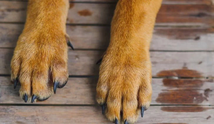 Fallo inédito: irá a la cárcel por matar a un perro