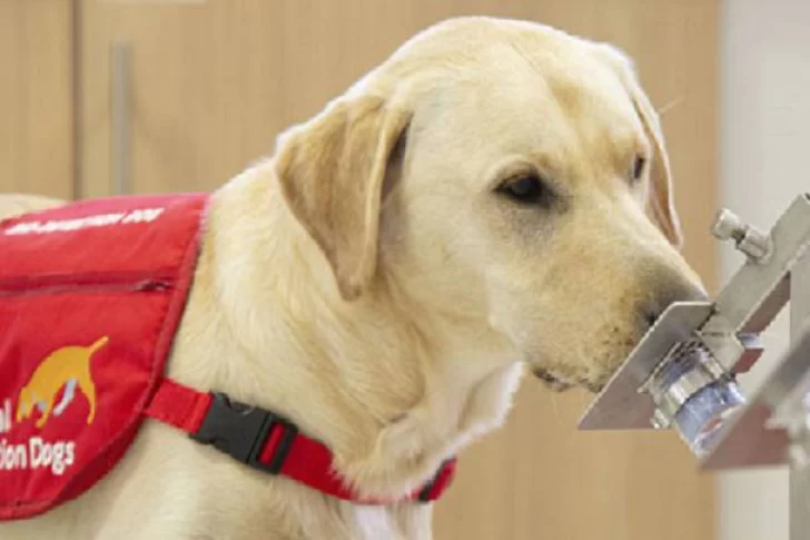 Investigación británica indica que los perros detectan el Covid-19 en menos de un segundo