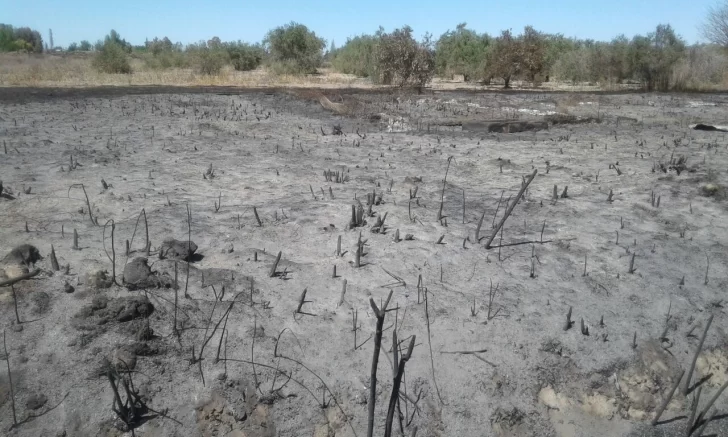 Por limpiar un terreno, incendiaron 30 hectáreas de campo Por limpiar un terreno, incendiaron 30 hectáreas de campo