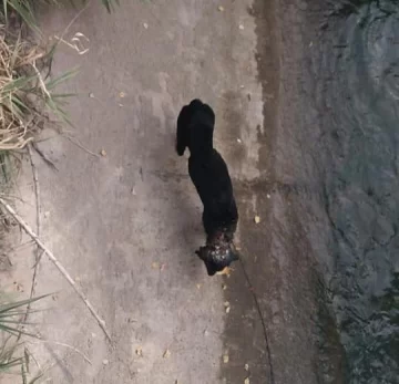Tiraron un perro a un canal con un bloque de cemento atado al cuello Tiraron un perro a un canal con un bloque de cemento atado al cuello