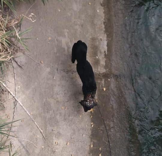 Tiraron un perro a un canal con un bloque de cemento atado al cuello Tiraron un perro a un canal con un bloque de cemento atado al cuello