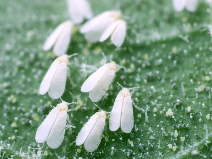 Plagas habituales del verano Plagas habituales del verano