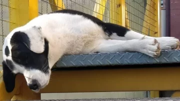 Perros en comisarías: la Policía puso a los animales a disposición de proteccionistas