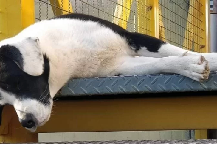 Perros en comisarías: la Policía puso a los animales a disposición de proteccionistas