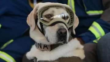 Murió Frida, la perra rescatista símbolo de los terremotos en México Murió Frida, la perra rescatista símbolo de los terremotos en México