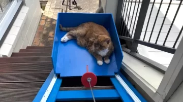 Construyó un ascensor para su gato de 19 años y el resultado se volvió furor Construyó un ascensor para su gato de 19 años y el resultado se volvió furor