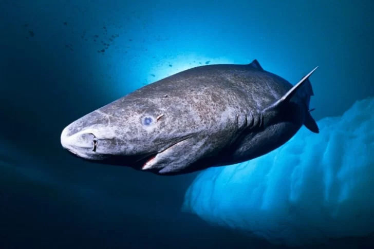 ¡¿Vivo?! Hallan un tiburón de más de 500 años en el mar de Groenlandia