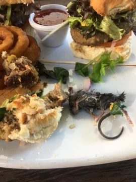 Encontró un ratón muerto en su hamburguesa Encontró un ratón muerto en su hamburguesa