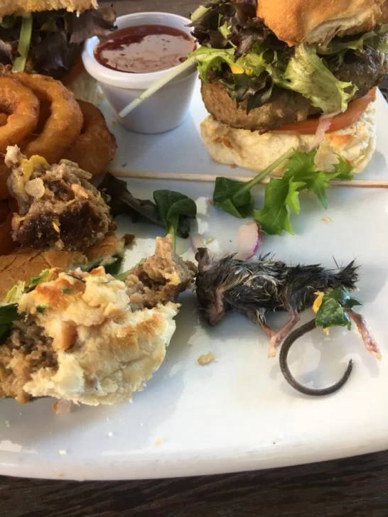 Encontró un ratón muerto en su hamburguesa Encontró un ratón muerto en su hamburguesa