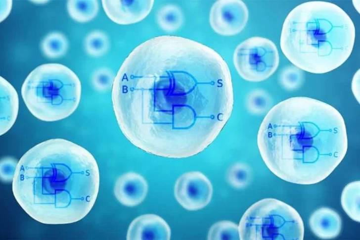Científicos crearon la primera computadora biosintética dentro de una célula humana