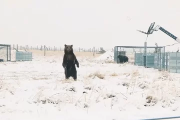 Así fue la emotiva liberación de los osos de Mendoza que vivieron 20 años enjaulados Así fue la emotiva liberación de los osos de Mendoza que vivieron 20 años enjaulados