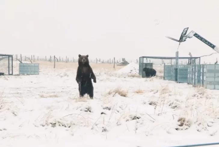Así fue la emotiva liberación de los osos de Mendoza que vivieron 20 años enjaulados Así fue la emotiva liberación de los osos de Mendoza que vivieron 20 años enjaulados