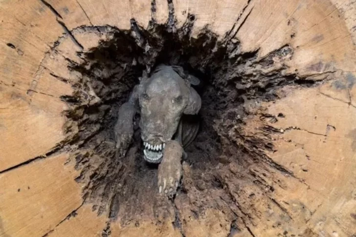 [Video] La historia de un perro atrapado por 60 años en un tronco que terminó momificado