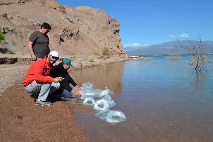 Sembraron 7 mil larvas de pejerrey en un hecho histórico para el dique de Ullum