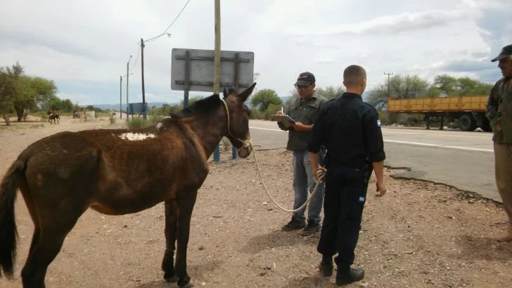 Siguen levantando animales sueltos en las rutas
