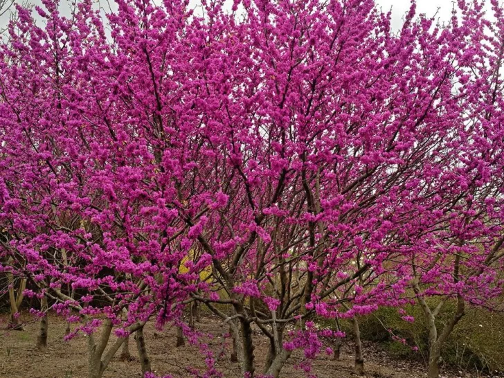 El gran valor ornamental El gran valor ornamental