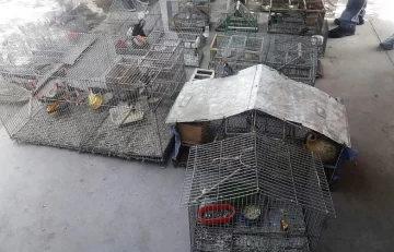 Secuestraron casi 80 aves y hasta un mono en distintos allanamientos