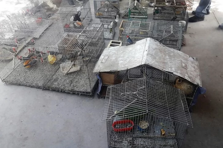 Secuestraron casi 80 aves y hasta un mono en distintos allanamientos