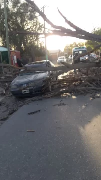 Un árbol cayó sobre un auto y lo destruyó por completo Un árbol cayó sobre un auto y lo destruyó por completo