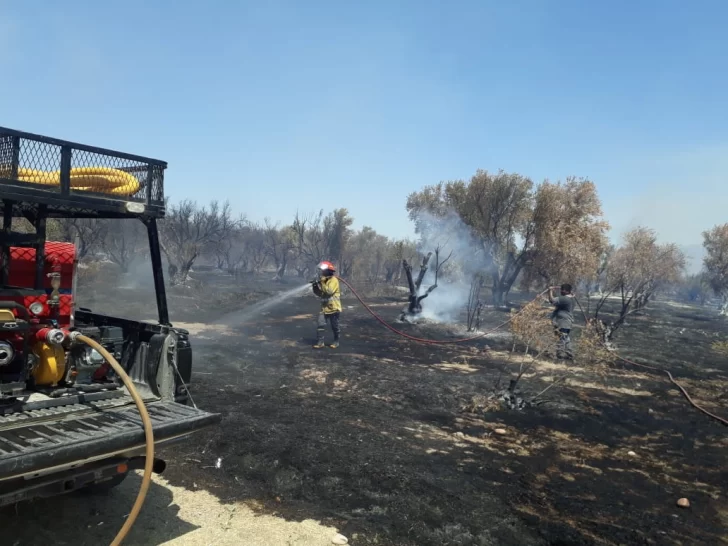 [VIDEO] Un incendio de olivares causó preocupación en Pocito por sus proporciones