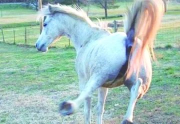 Un hombre fue pateado por un caballo y murió Un hombre fue pateado por un caballo y murió