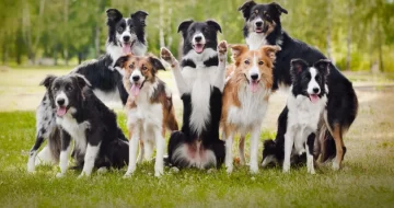 Un estudio científico concluyó cuál es la raza de perro más inteligente del mundo