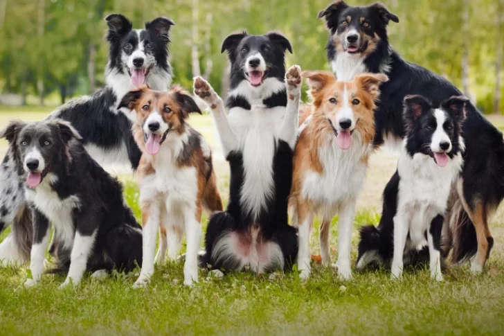 Un estudio científico concluyó cuál es la raza de perro más inteligente del mundo