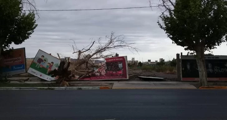 Postes y árboles caídos, así amaneció San Juan tras el ventarrón Postes y árboles caídos, así amaneció San Juan tras el ventarrón
